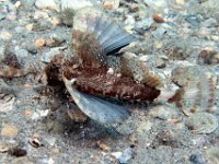 The Searobin has a wing like pectoral fins opens them out and swims away.  Florida